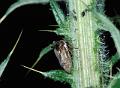 centrotus cornutus